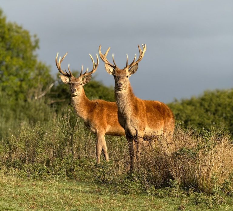 la-chasse-red-stag Quarr Cross parkland Red Deer in Dorset, Somerset and Wiltshire countryside