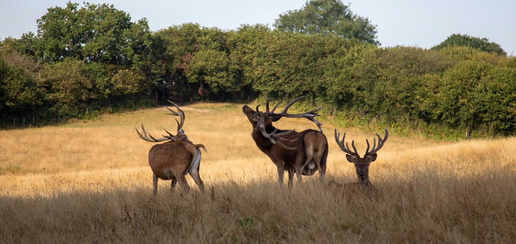 Quarr-Cross-Venison Quarr Cross deer herd grazing in Wiltshire parkland